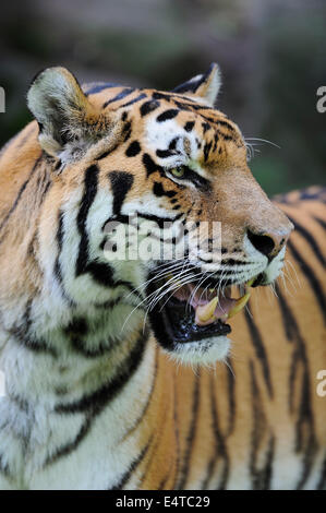 Ritratto di tigre siberiana (Panthera tigris altaica) in Zoo di Norimberga, Baviera, Germania Foto Stock