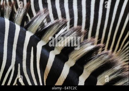 Close-up di Grevy's Zebra (Equus grevyi) strisce in Zoo di Norimberga, Baviera, Germania Foto Stock