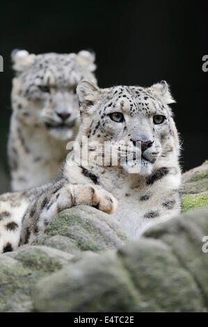 Ritratto di leopardi delle nevi (Panthera unica) in Zoo di Norimberga, Baviera, Germania Foto Stock
