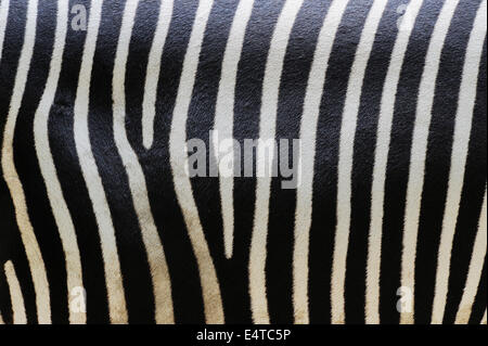 Close-up di Grevy's Zebra (Equus grevyi) strisce in Zoo di Norimberga, Baviera, Germania Foto Stock