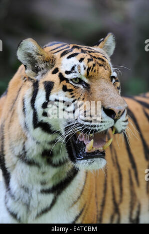 Ritratto di tigre siberiana (Panthera tigris altaica) in Zoo di Norimberga, Baviera, Germania Foto Stock