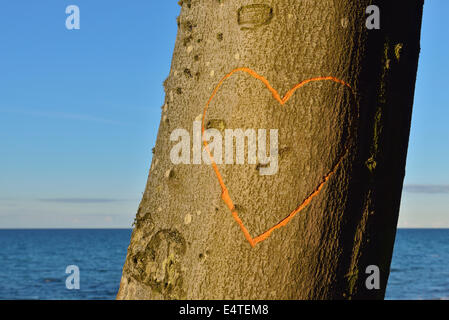 Cuore in faggio, Nienhagen, Bad Doberan, Baltico Pomerania Occidentale, Germania Foto Stock