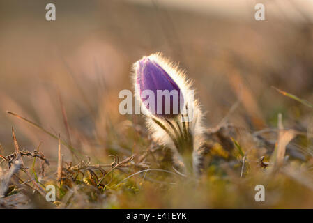 Bloom di Pulsatilla (Pulsatilla vulgaris) nella prateria a inizio primavera, Alto Palatinato, Baviera, Germania Foto Stock