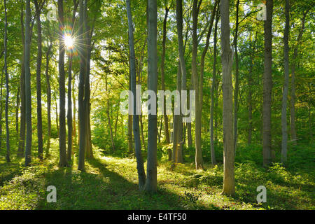 Costiero della foresta di faggio con Sun, Nienhagen, Bad Doberan, Baltico Pomerania Occidentale, Germania Foto Stock