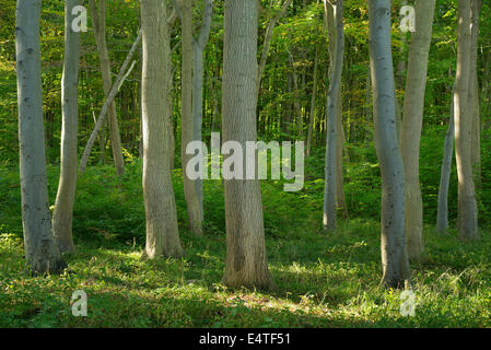 Foresta di faggio, Nienhagen, Bad Doberan, Baltico Pomerania Occidentale, Germania Foto Stock