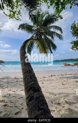 Palm Tree, Anse Lazio Beach, Baie Sainte Anne District, Praslin, Seicelle Foto Stock