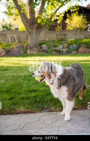 Pastore australiano cane con palla da tennis nel cortile, Utah, Stati Uniti d'America Foto Stock