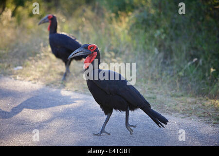 Massa meridionale Hornbill nel Parco Nazionale di Kruger, Sud Africa Foto Stock