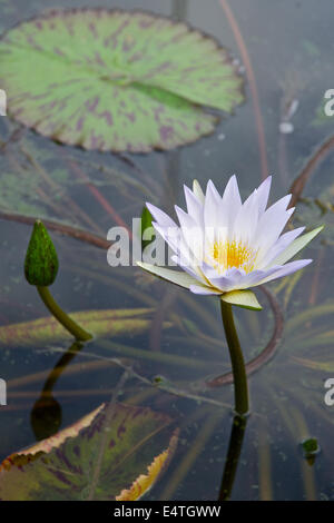 Lilly pad e fiore in un stagno Foto Stock