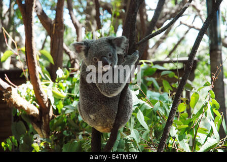 Il Koala, Riserva Naturale di Currumbin, Currumbin, Queensland, Australia Foto Stock