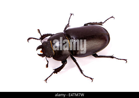 Femmina Stag Beetle isolato su bianco. Primo piano della comune coleottero Cervo femmina (lucanus cervus) siede su uno sfondo bianco Foto Stock