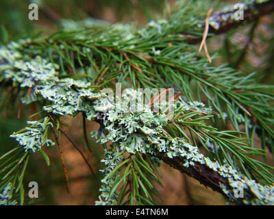 Il Lichen su evergreen Foto Stock