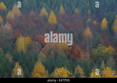 Colori d'Autunno foresta Foto Stock