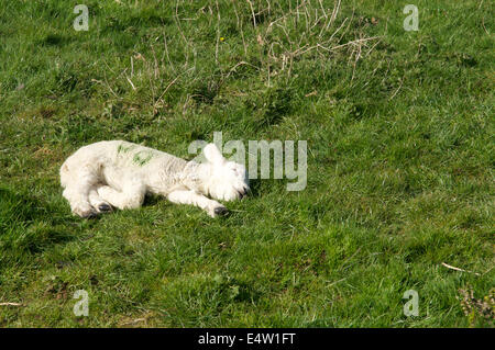 Fotografia di una molla di agnello, recante sul terreno di un sonno Foto Stock