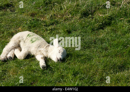 Fotografia di una molla di agnello, recante sul terreno di un sonno Foto Stock