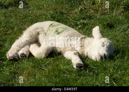 Fotografia di una molla di agnello, recante sul terreno di un sonno Foto Stock