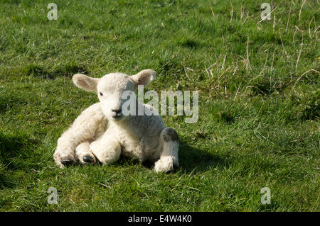 Fotografia di una molla di agnello, recante sul terreno Foto Stock