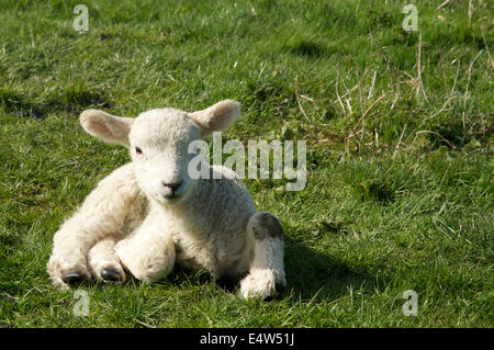 Fotografia di una molla di agnello, recante sul terreno Foto Stock