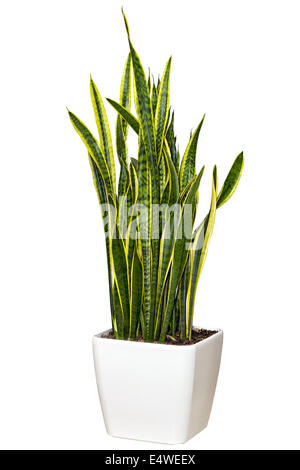 Houseplant Sansevieriya in una grande pentola di bianco Foto Stock