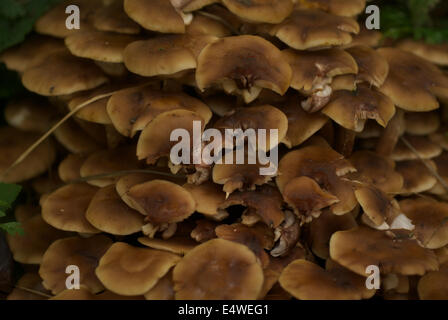 Fotografia di un gruppo di funghi selvatici Foto Stock