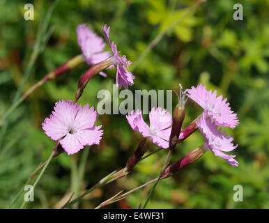 Il Cheddar Rosa - Dianthus gratianopolitanus rari fiori di Somerset Foto Stock