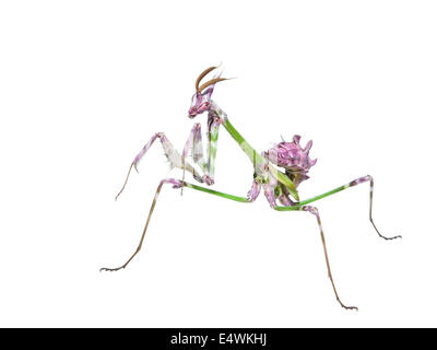 Mantis insetto predatore nella posa di caccia con lunghe gambe spiked isolati su sfondo bianco Foto Stock