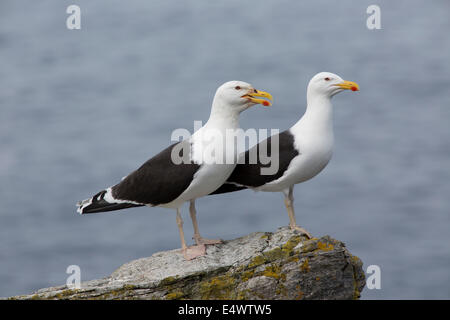 Coppia di maggiore nero-backed gulls Larus marinus Arnol RSPB Riserva Loch na Muilne isola di Lewis Ebridi Esterne della Scozia Foto Stock