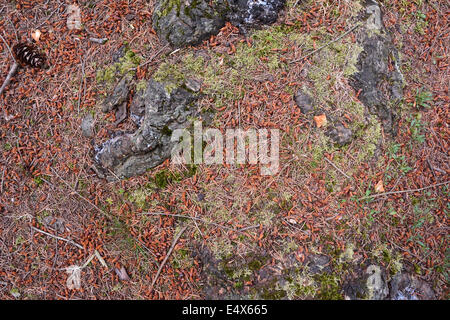 Bosco piano nella nuova foresta con radici di albero, gli aghi di pino, polline coni e moss Foto Stock