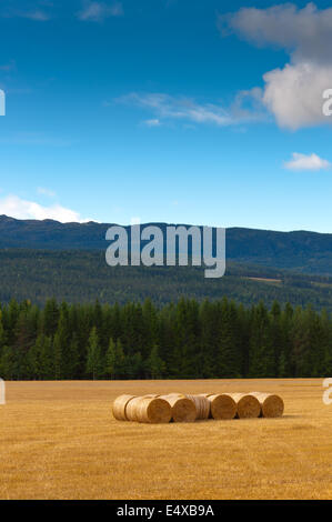 Impilate balle di paglia sul campo falciata. Foto Stock