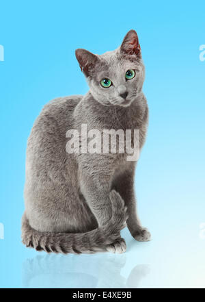 Il russo gatto blu Foto Stock