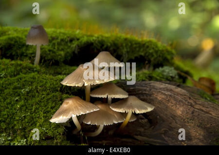 Funghi di Muschio su albero Foto Stock