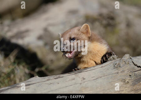 Martora Martes martes mustelid Carnivora Mustelidae hunter Foto Stock