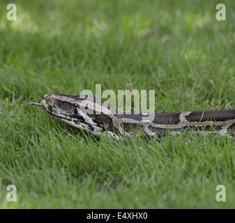 Python in erba Foto Stock