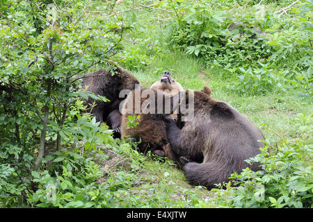 Marrone europeo baer Foto Stock