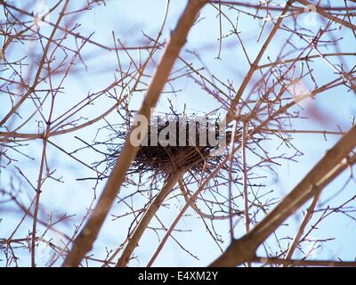 Nido di uccelli nella struttura ad albero Foto Stock