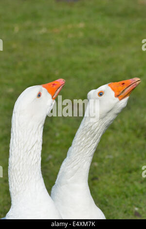 Due oche bianche in guardia Foto Stock