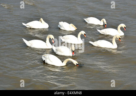 Cigni in gruppo Foto Stock