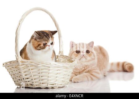 Exotic Shorthair cat. Due gatti seduti Foto Stock