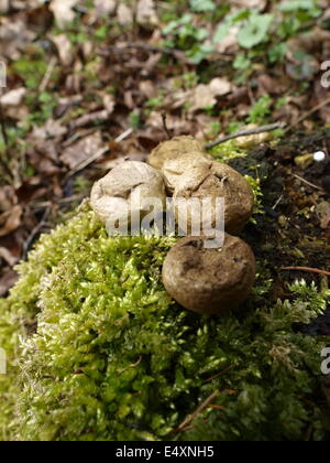 foresta naturale Foto Stock