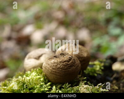 foresta naturale Foto Stock