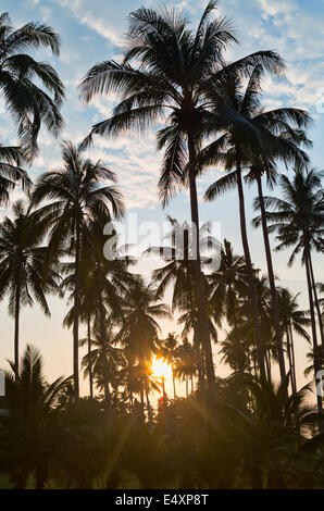 Sagome di palme sul tramonto Foto Stock