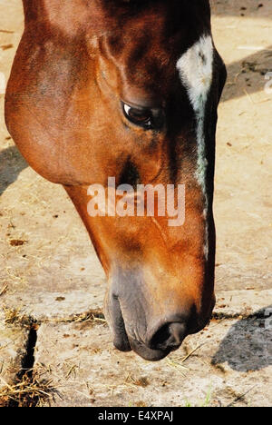 Una baia a cavallo con una striscia bianca appare in senso verticale verso il basso in corrispondenza del suolo di andare a prendere i pezzi di fieno Foto Stock