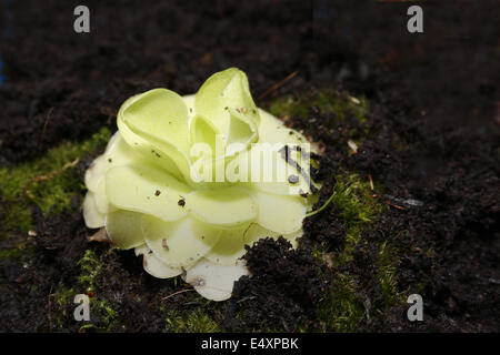 Chiudere l immagine di butterwort pianta carnivora Pinguicula gigantea Foto Stock