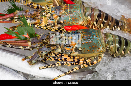 Le aragoste fresche su ghiaccio Foto Stock