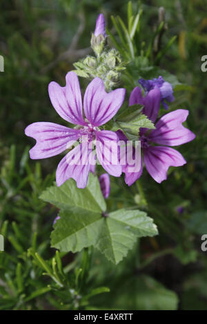 Lavatera fiori nel giardino lavatera thuringiaca 'red rum' Foto Stock