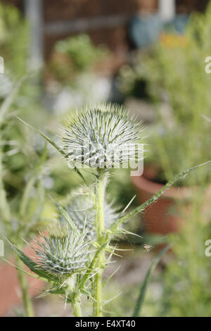 Immagine di Spear Thistle in giardino Cirsium vulgare Foto Stock