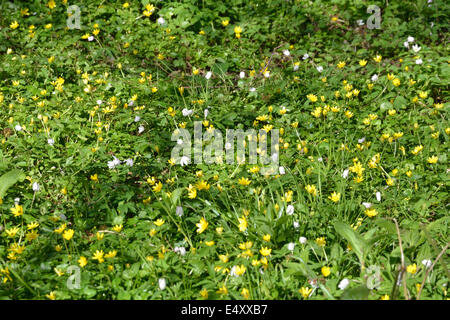 Wild giallo e bianco fiori Foto Stock