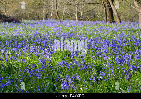 Tappeto di Bluebells Foto Stock