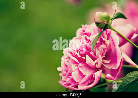 Rosa peonia (Paeonia) Foto Stock