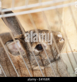 Bunny coniglio in una gabbia Foto Stock